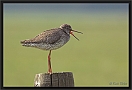 tureluur DSC_0279-01